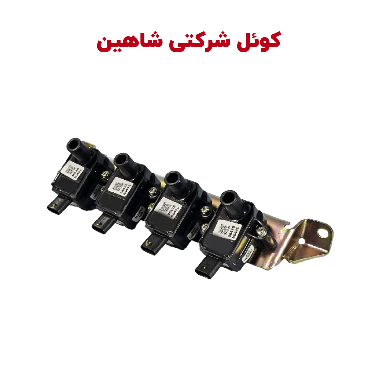 کوئل شاهین